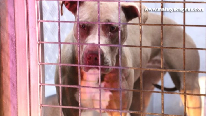 Polis memuru ve gece bekçisi pitbull saldırısında yaralandı