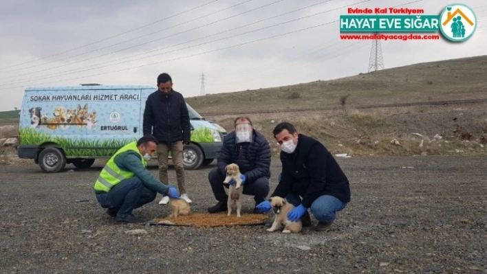 Pursaklar Belediyesi sokak hayvanlarını unutmadı