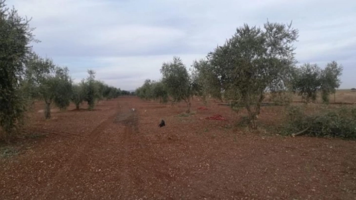 Roketin düştüğü zeytinlik zarar gördü