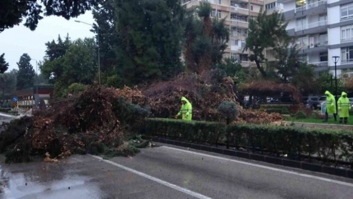 Rüzgar ve yağmur çam ağacını kökünden söktü