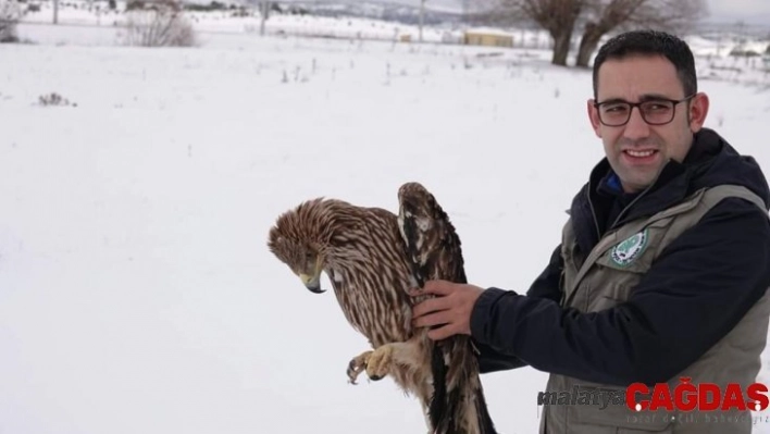 Sağlığına kavuşan şah kartalı doğaya salındı