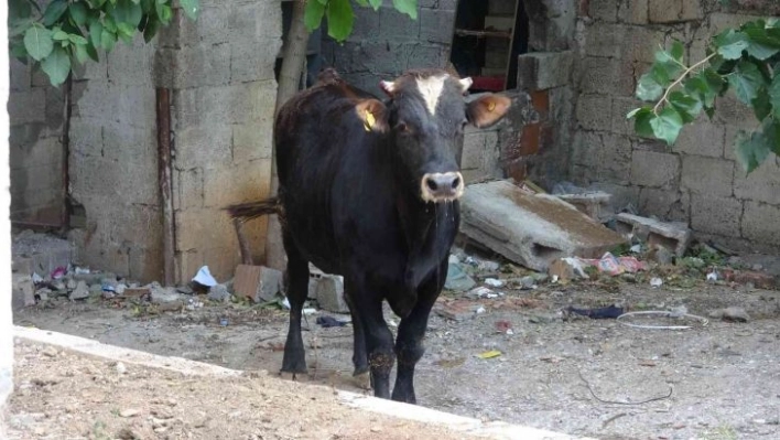 Sahibinin elinden kaçan kurbanlık dana vatandaşlara zor anlar yaşattı