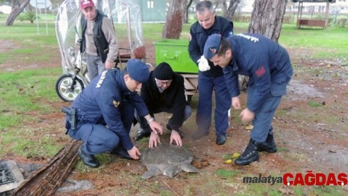 Sahilde bulunan yaralı Nil kaplumbağası tedavi altına alındı