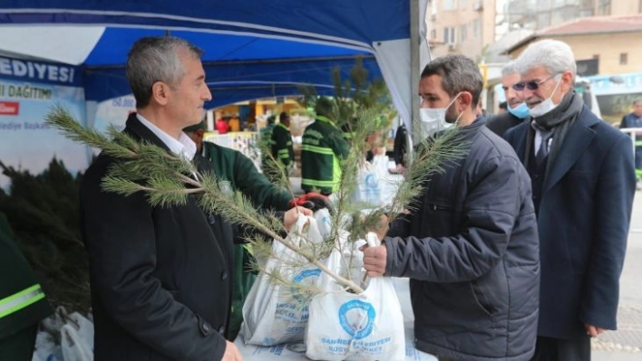 Şahinbey'de 150 bin çam fidanı dağıtıldı