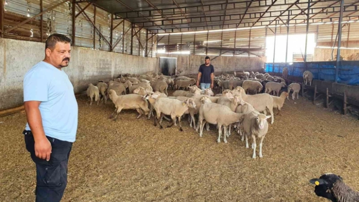 Sahipsiz köpekler koyun ağılına saldırdı, bir koyun telef oldu