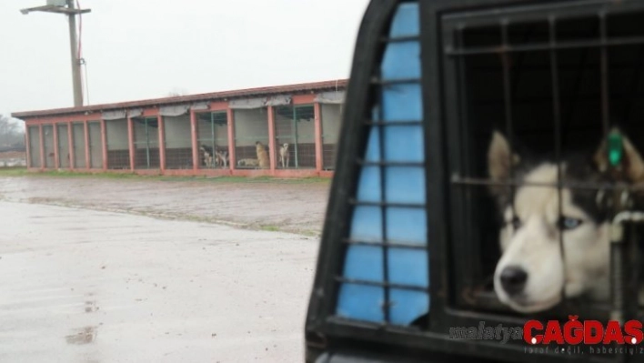 Sakarya'da köpeklerin birbirlerini yediği iddiası