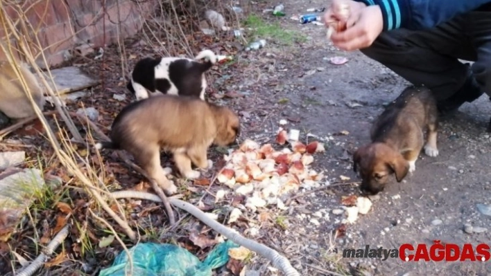 Sakarya'da yavru köpekler çuvala koyularak ölüme terk edildi