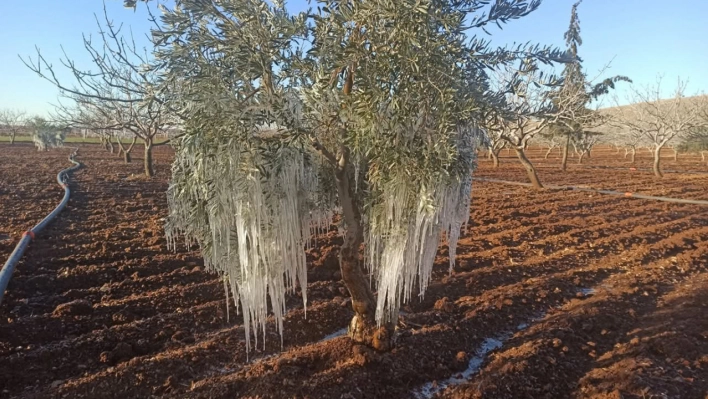 Şanlıurfa'da ağaçlar kırağı tuttu