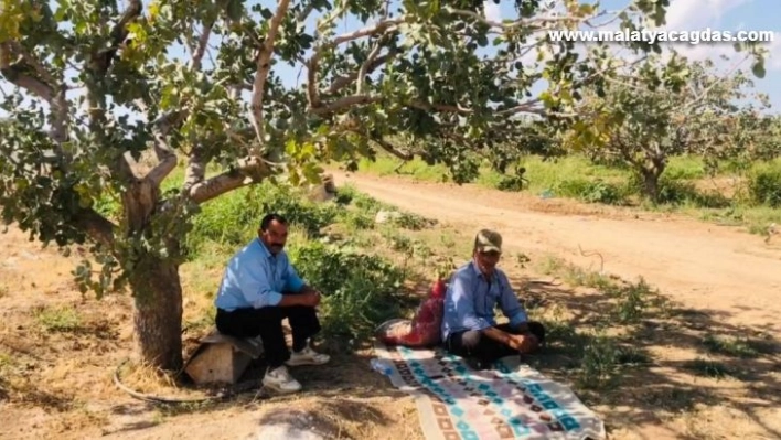 Şanlıurfa'da bekçilerin fıstık nöbeti başladı