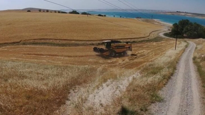 Şanlıurfa'da benzerine rastlanmamış olay: Vatandaş ekti, kaymakamlık biçti