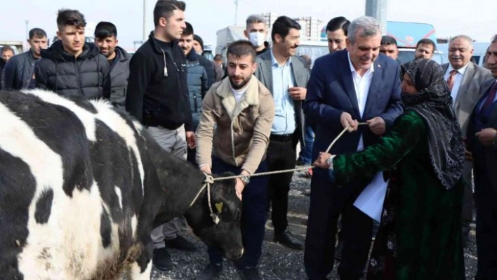 Şanlıurfa'da besicilere büyükbaş hayvan dağıtıldı