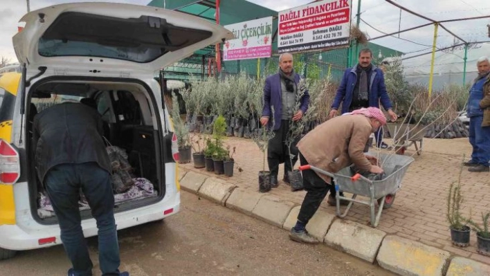 Şanlıurfa'da fıstık ve zeytin fidanları toprakla buluşuyor