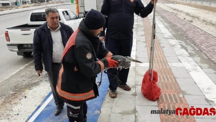 Şanlıurfa'da leylek kurtarma operasyonu