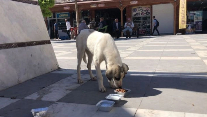 Şanlıurfa'da minik kalpler sokak hayvanlarını unutmadı