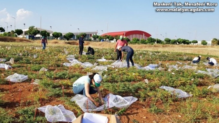 Şanlıurfa'da nohutun gen bankası oluşturuldu