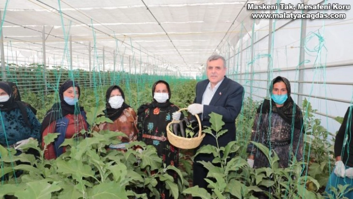 Şanlıurfa'da seracılık projesinde ilk hasat