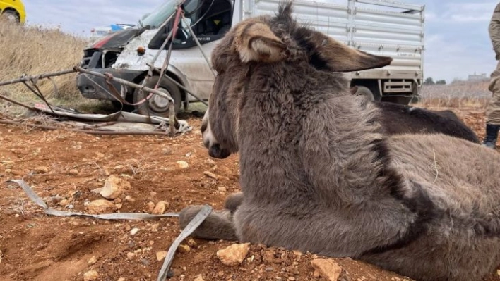 Şarampole devrilen kamyonetteki 2 kişi ile 2 eşek yaralandı, 1 eşek telef oldu