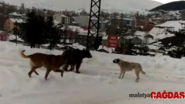 Sarıkamış'ta boz ayının köpeklerle imtihanı