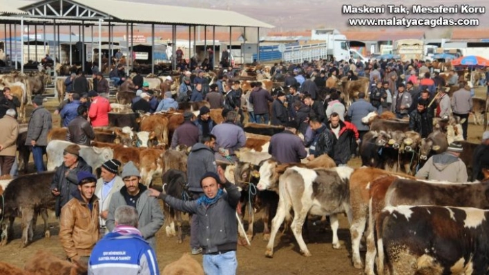 Şarkışla hayvan pazarı açılıyor