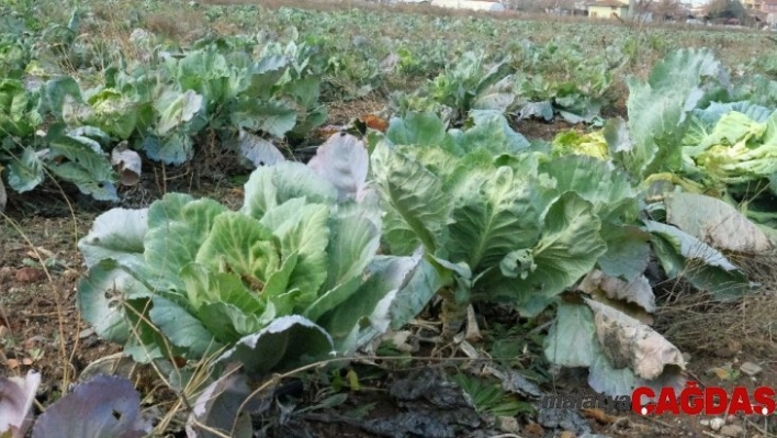 Satılamayan lahanalar tarlada kaldı