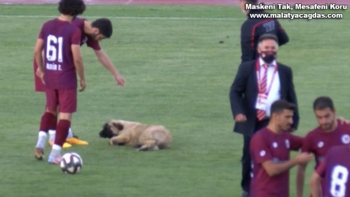 Sevimli köpek önce futbolcularla antrenman yaptı sonra sahadan çıkmadı