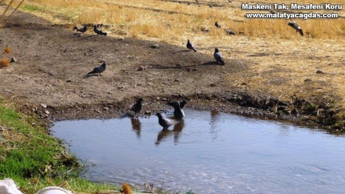 Sıcaktan bunalan güvercinler göletlerde serinledi