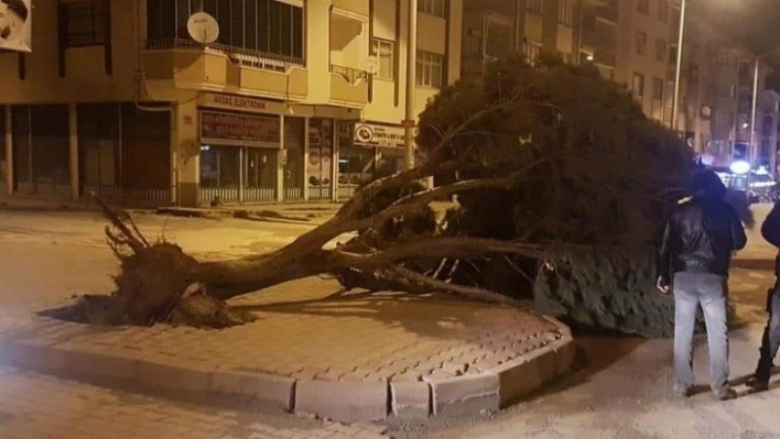 Şiddetli rüzgar ağacı yerinden söktü