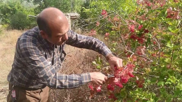 Şifa deposu Gilaburu hasadı başladı