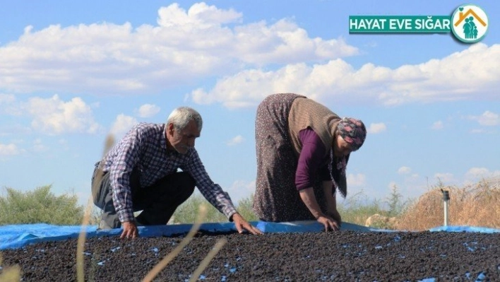 Şifa deposu karadutta hasat mevsimi