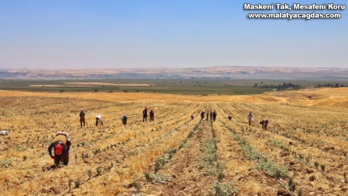 Silvan'daki mor tarladan lavanta hasadı yapıldı