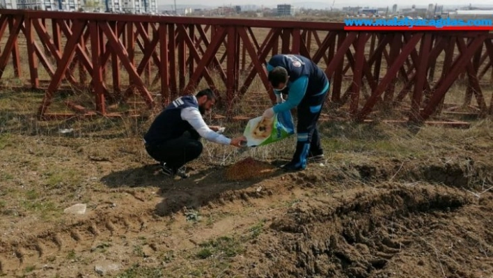 Sincan'da sokak hayvanlarına mama desteği