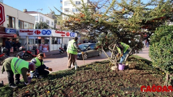 Sinop'ta 57 bin lale toprakla buluşuyor