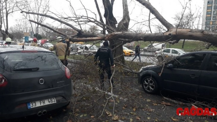 Şişli'de çınar ağacı 4 aracın üzerine böyle devrildi