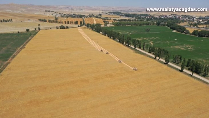 Sivas'a özgü Zeron buğdayının hasadı başladı