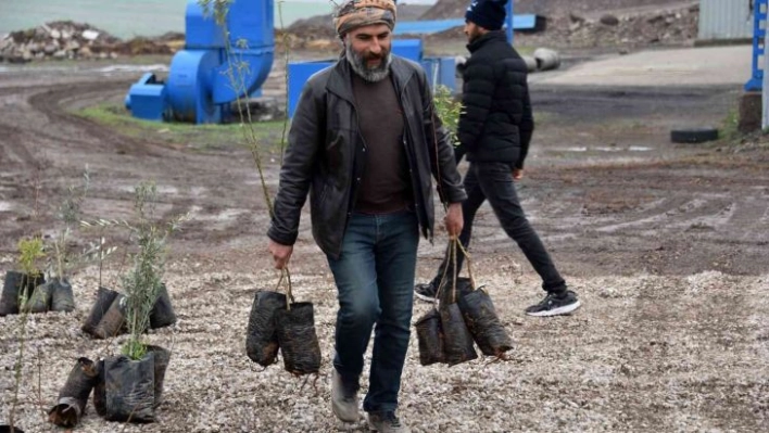 Siverek'te çiftçilere meyve fidanı dağıtıldı