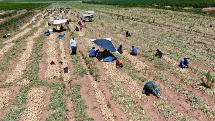 Soğan çiftçinin yüzünü güldürüyor