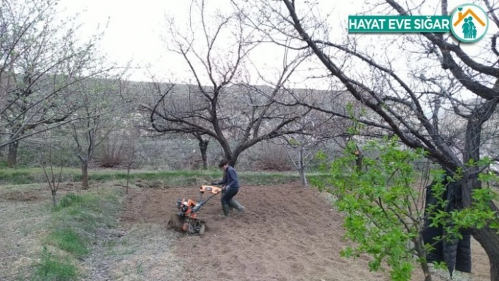 Soğuk hava kayısıyı vurdu