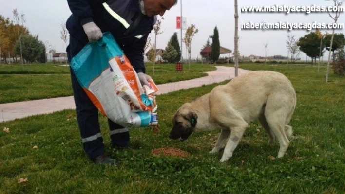 Kısıtlamada sokak hayvanları Unutulmadı