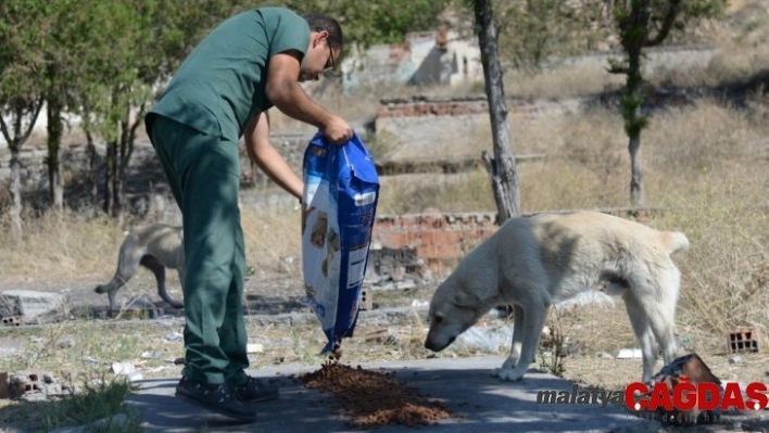 Sokak hayvanları Altındağ Belediyesi'ne emanet