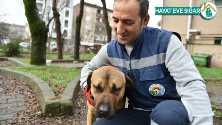 Sokak hayvanları için mama ve su dağıtımı devam ediyor