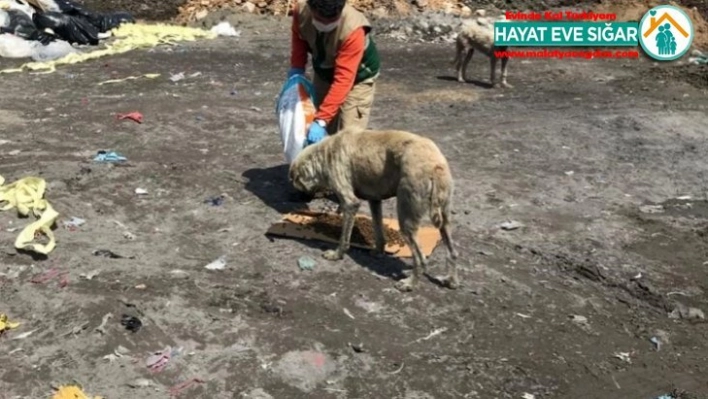 Sokak hayvanları unutulmuyor