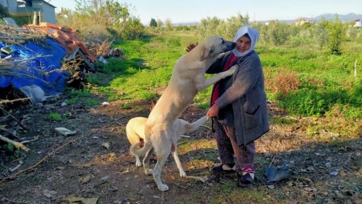 Sokak hayvanlarının Fadimeana'sı