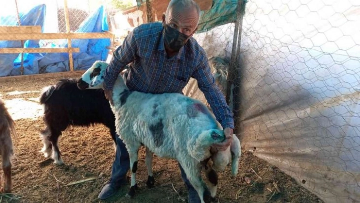 Sokak köpekleri koyunlara saldırdı