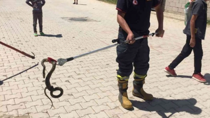 Sokak ortasındaki yılanı itfaiye ekipleri yakaladı