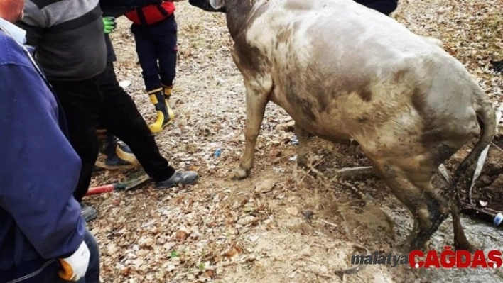 Su dolu kuyuya düşen ineği itfaiye kurtardı