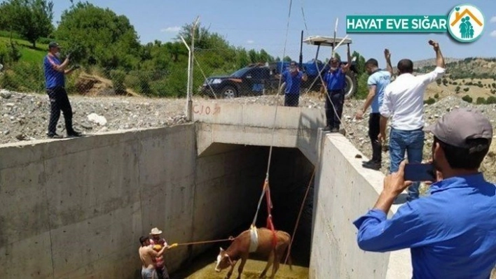 Su kanalına düşen inek kurtarıldı