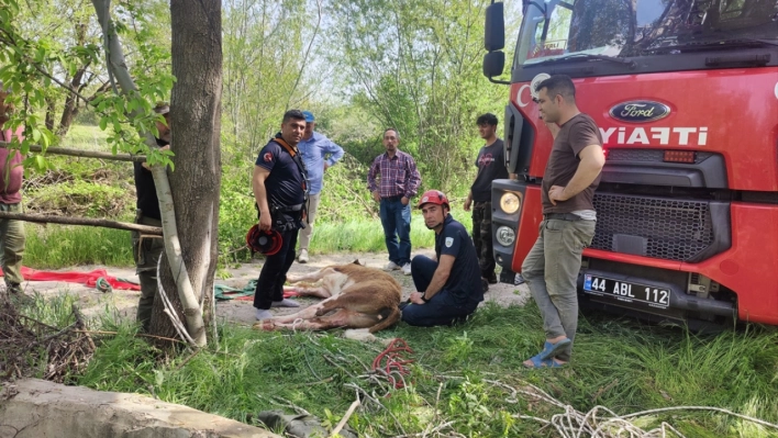 Su kuyusuna düşen danayı itfaiye kurtardı