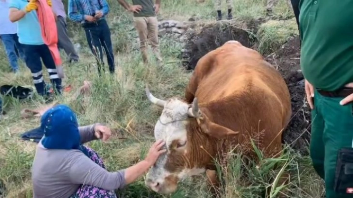 Su kuyusuna düşen inek, 40 dakikalık çalışmayla kurtarıldı