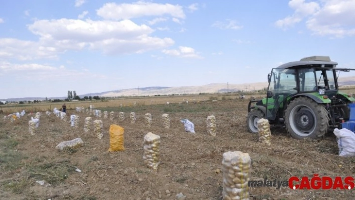 Şuhut'ta kışlık patates hasadı başladı