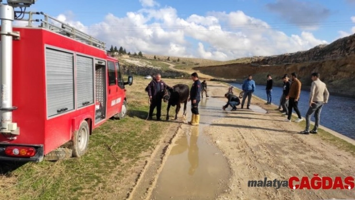 Sulama kanalına düşen ineği itfaiye ekipleri kurtardı